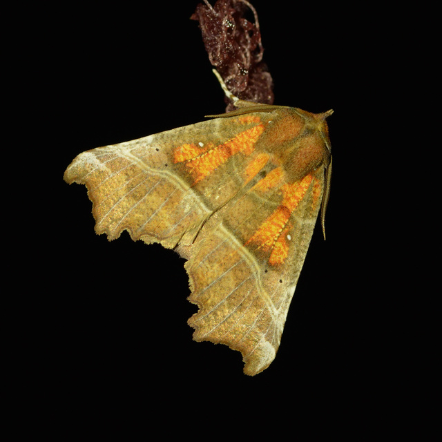 Scoliopteryx libatrix - vörös csipkésbagoly Scoliopteryx libatrix - vörös csipkésbagoly