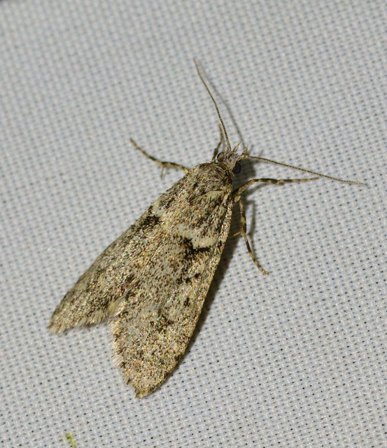 Diurnea fagella - szürke tavaszimoly