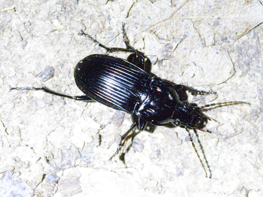 Abax parallelepipedus - félbordás szélesfutó