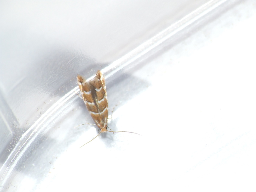 Cameraria ohridella - vadgesztenye-sátorosmoly
