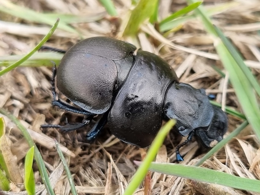 Lethrus apterus - nagyfejű csajkó