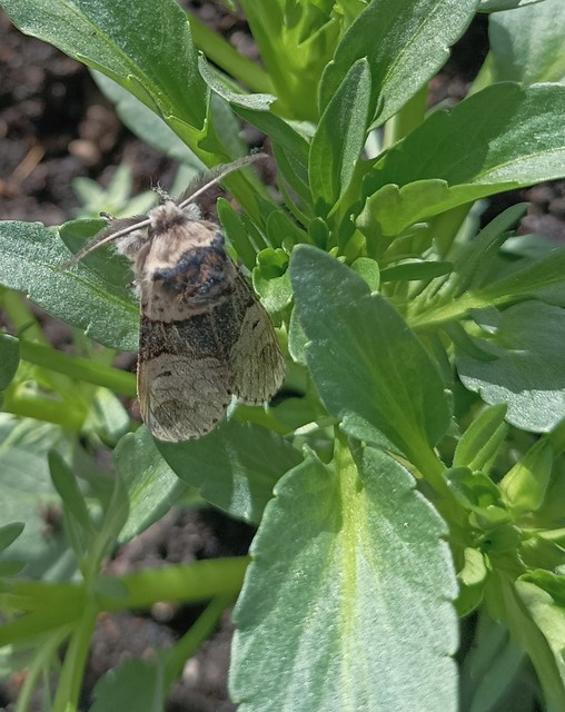 Furcula furcula - szürke púposszövő