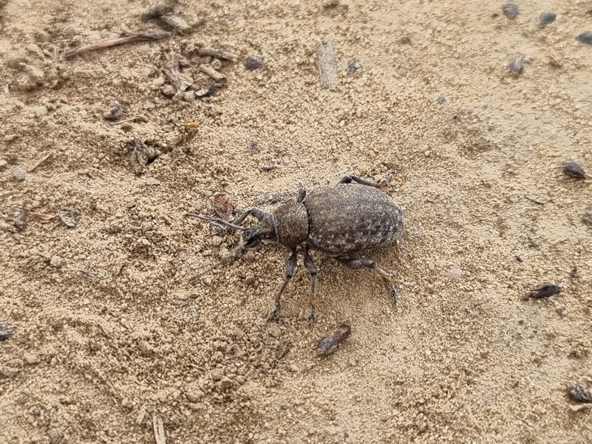 Otiorhynchus ligustici - vincellér-gyalogormányos