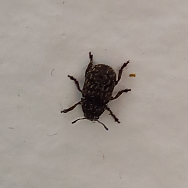 Anthribus nebulosus - ködfoltos pajzstetvész-orrosbogár