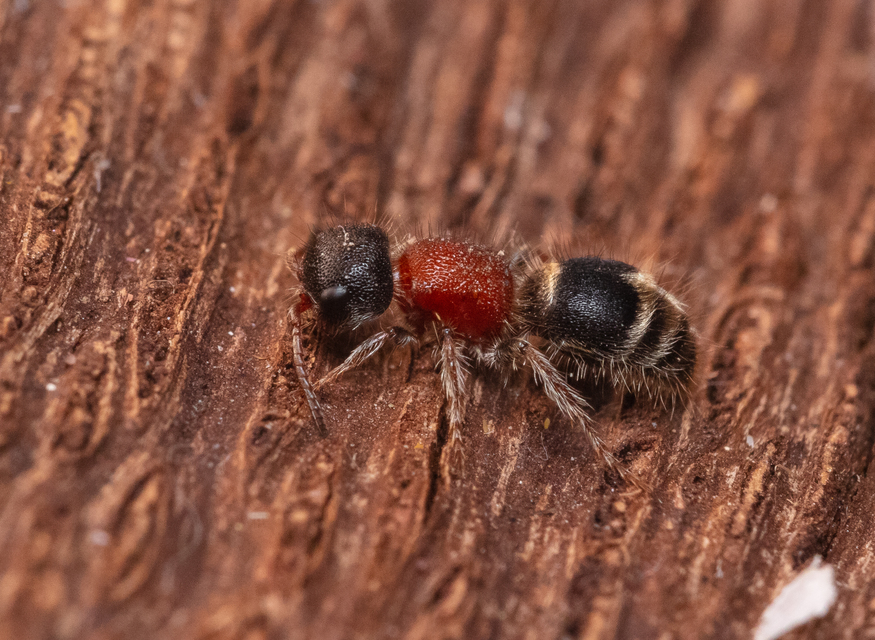 Hymenoptera - Hártyásszárnyúak