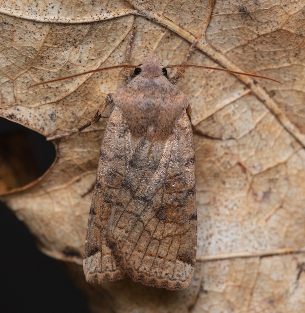 Conistra veronicae - veronika-őszibagoly
