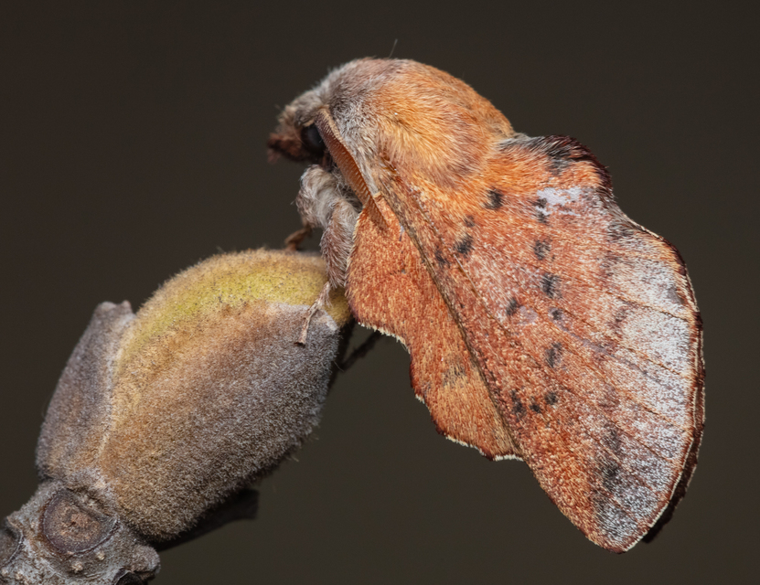 Phyllodesma tremulifolia - nyárlevélpohók