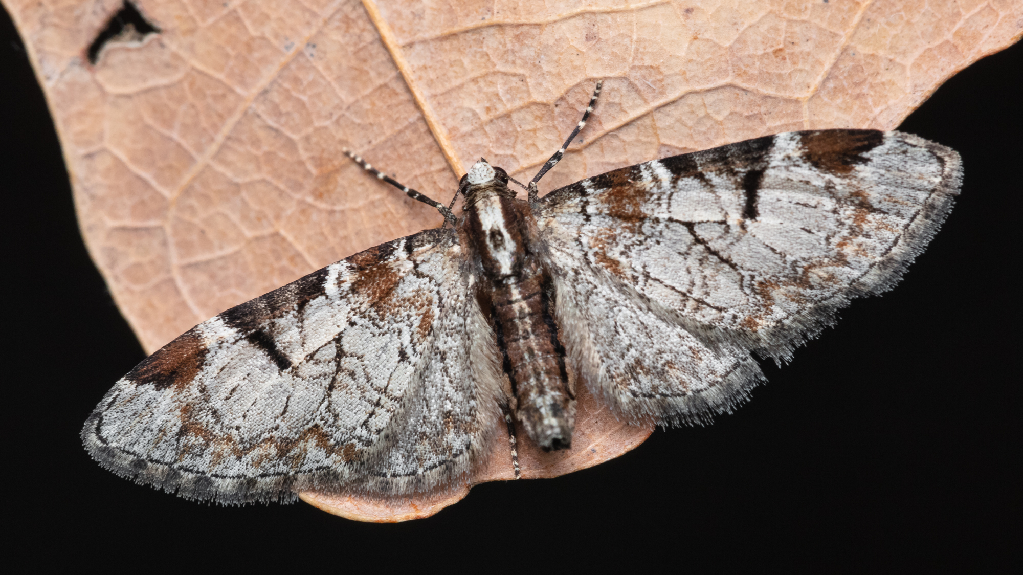 Eupithecia insigniata - hálózatos törpearaszoló