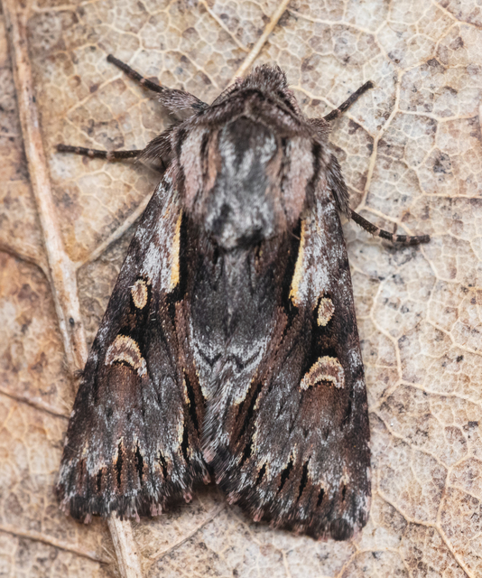 Chloantha hyperici - orbáncfű-sugarasbagoly