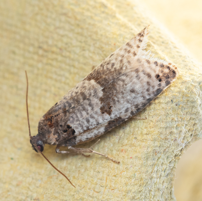 Pseudeulia asinana - korai sodrómoly