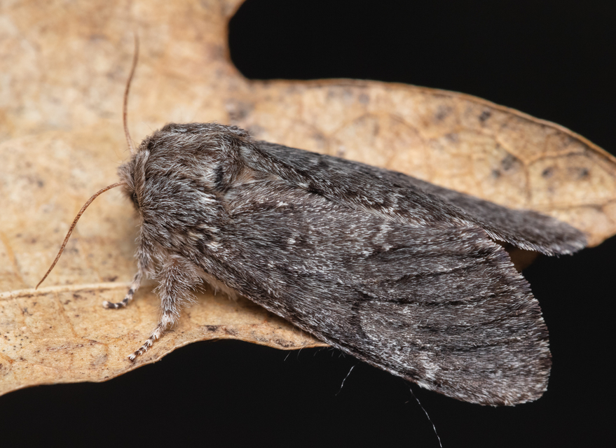 Drymonia ruficornis - cserfa-púposszövő