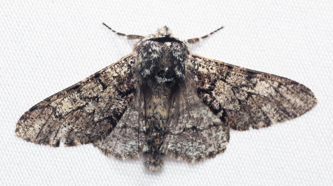Biston strataria - barnapettyes araszoló