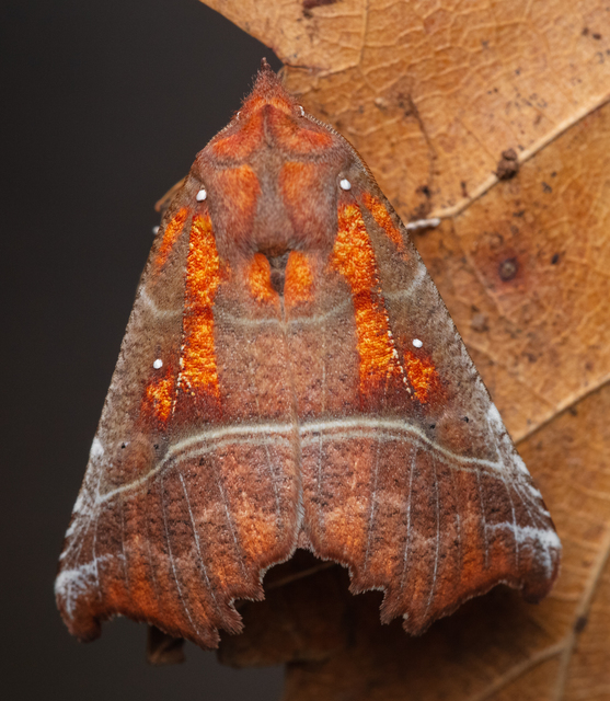 Scoliopteryx libatrix - vörös csipkésbagoly Scoliopteryx libatrix - vörös csipkésbagoly