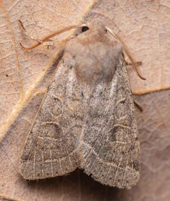 Orthosia cerasi - közepes barkabagoly