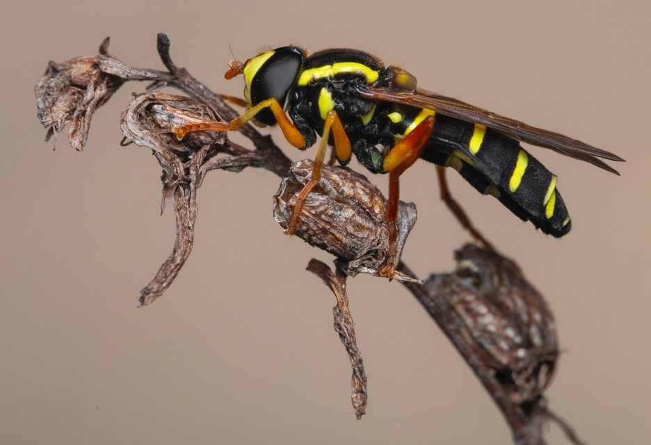 Xanthogramma citrofasciatum - korai oldalsávoslégy