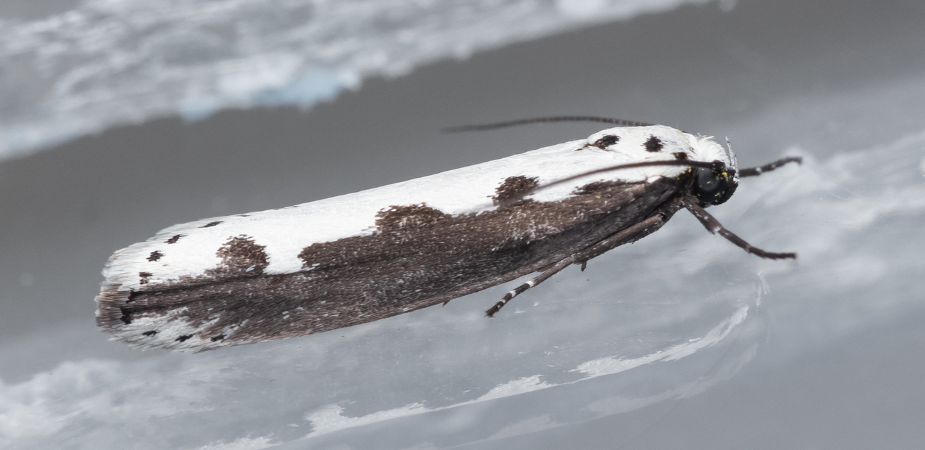 Ethmia bipunctella - kétpettyes feketemoly