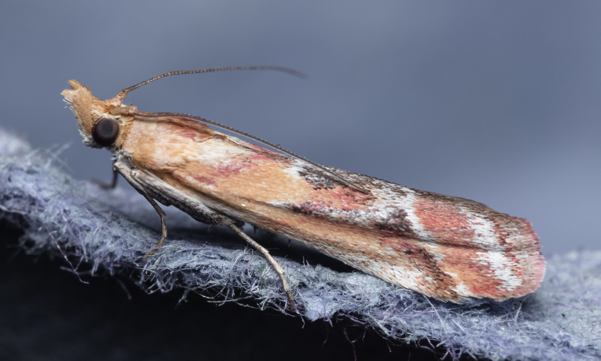 Ancylosis cinnamomella - fahéjszínű karcsúmoly