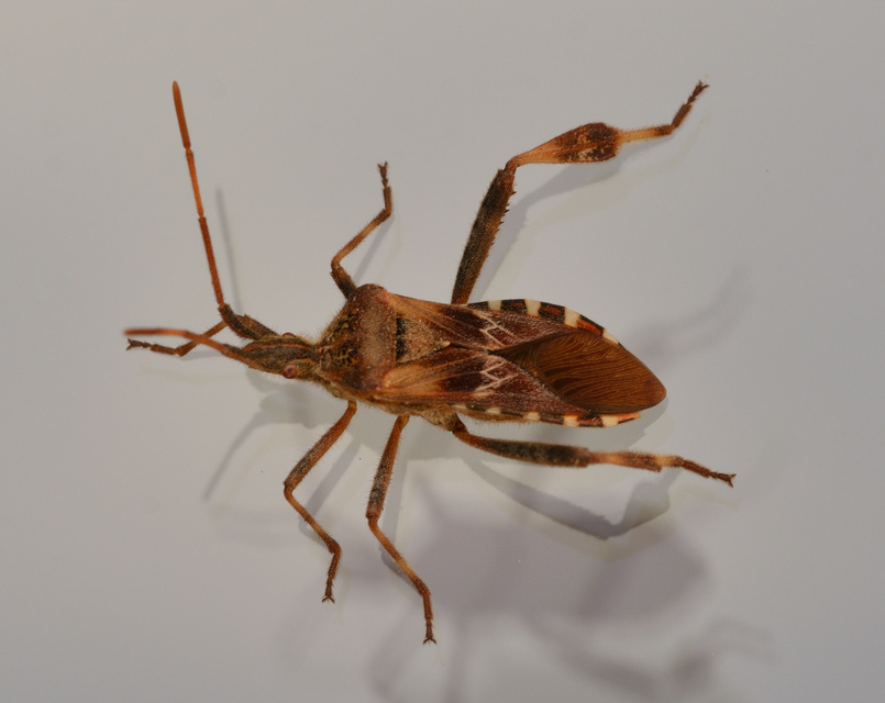 Leptoglossus occidentalis - nyugati levéllábú poloska