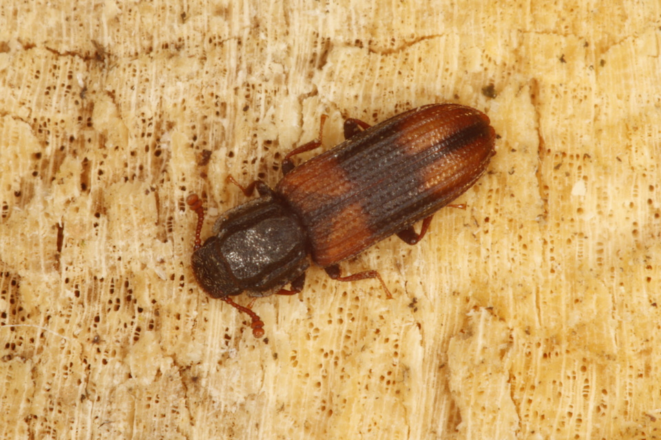 Bitoma crenata - szalagos héjbogár