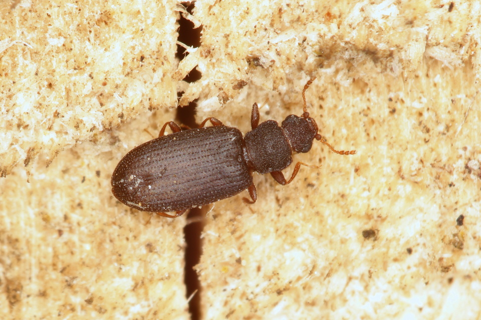 Coleoptera - Bogarak