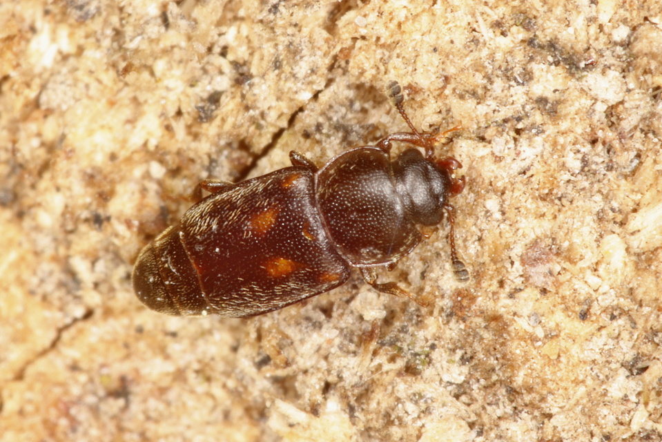 Carpophilus sexpustulatus - hatjegyes gyümölcs-fénybogár Carpophilus sexpustulatus - hatjegyes gyümölcs-fénybogár