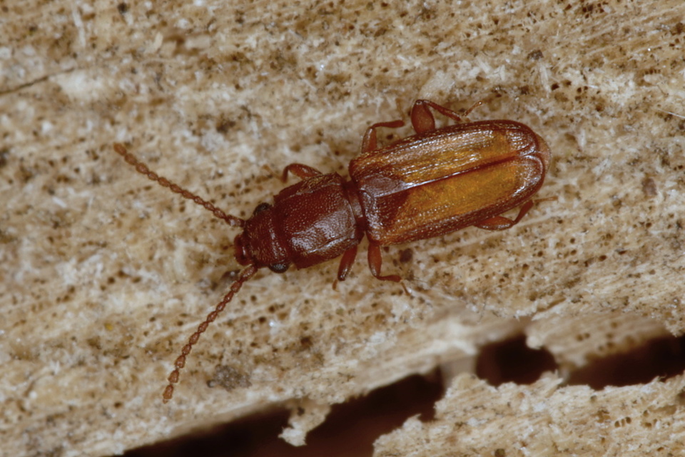 Coleoptera - Bogarak