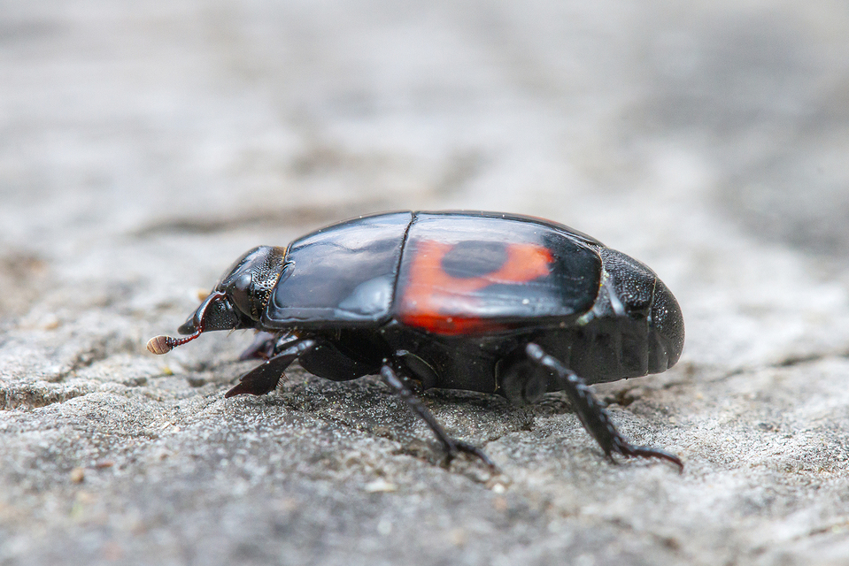 Hister quadrimaculatus - közönséges sutabogár