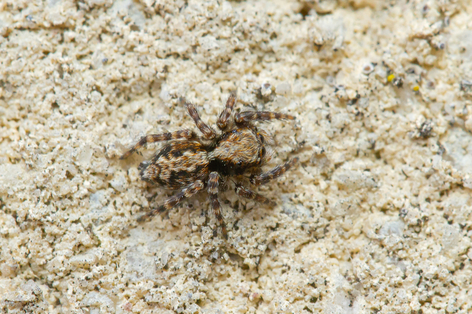 Pseudeuophrys lanigera - szobai ugrópók