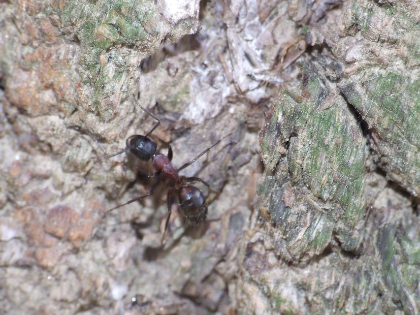 Camponotus ligniperda - faodvasító lóhangya