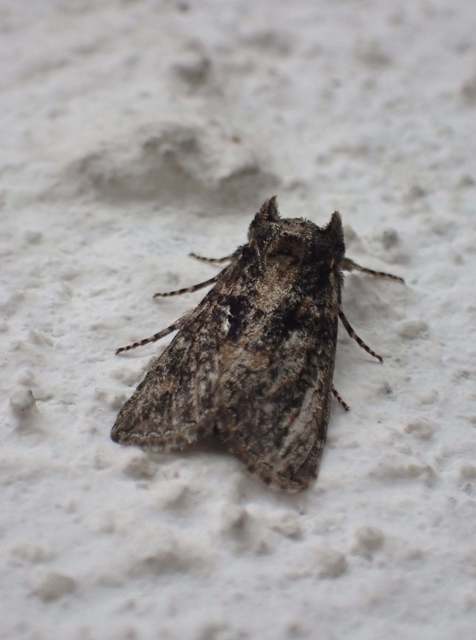 Polyploca ridens - zöldes pihésszövő Polyploca ridens - zöldes pihésszövő