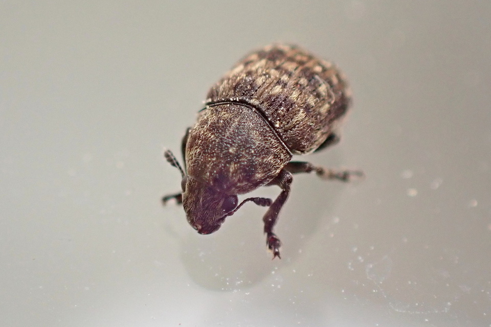 Anthribus nebulosus - ködfoltos pajzstetvész-orrosbogár