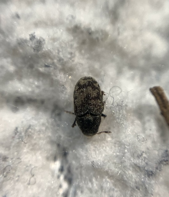 Hylesinus varius - közönséges kőrisszú