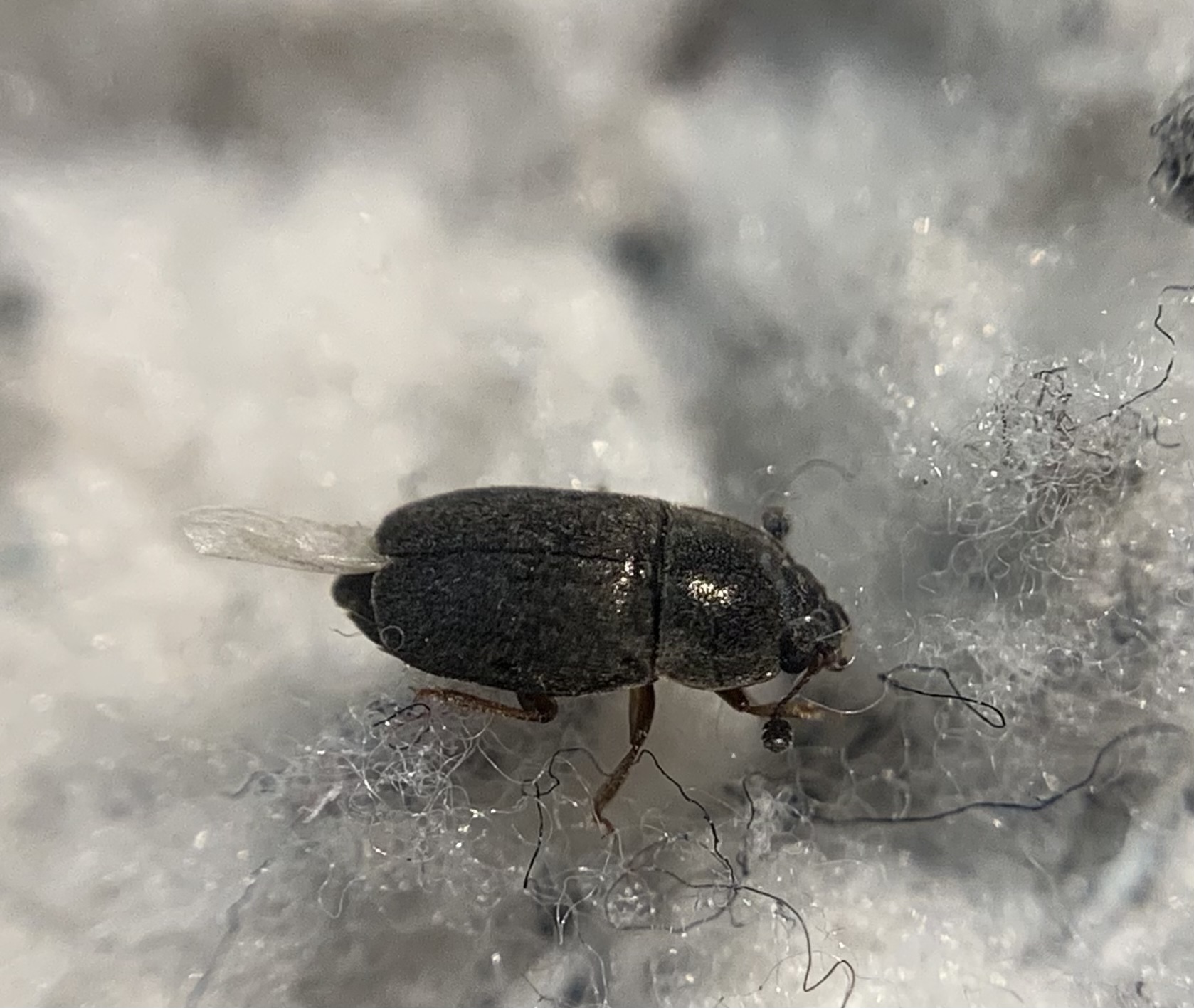Nitidula rufipes - vöröslábú dögészfénybogár
