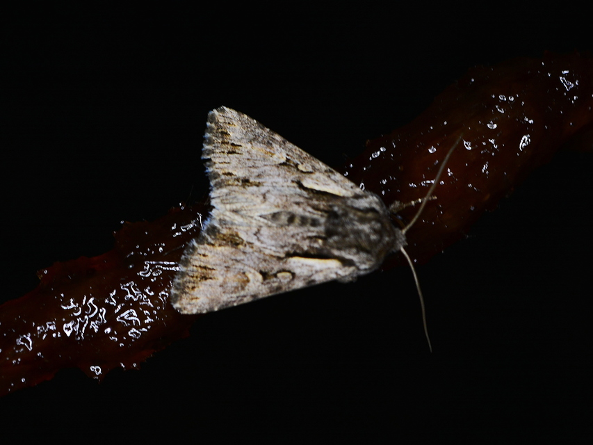 Chloantha hyperici - orbáncfű-sugarasbagoly