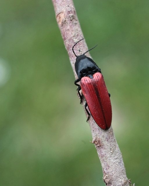 Ampedus