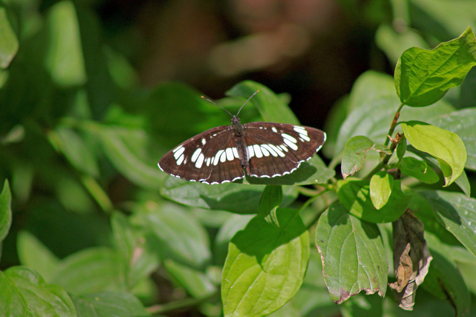 Neptis rivularis - nagy fehérsávoslepke
