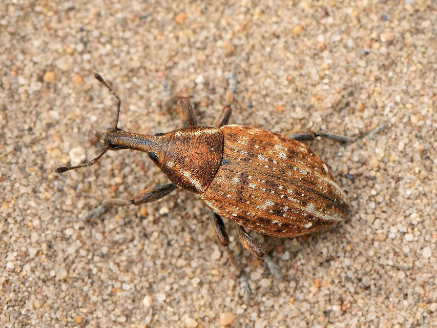 Lepyrus capucinus - pettyes fűzormányos