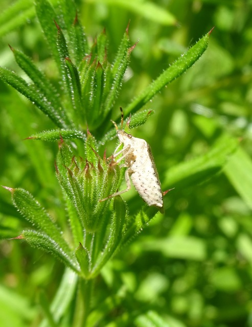 Peribalus strictus - tavaszi címerespoloska Peribalus strictus - tavaszi címerespoloska