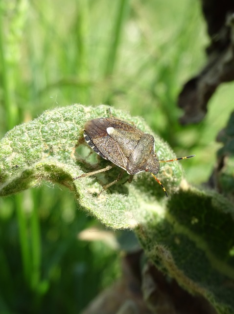 Peribalus strictus - tavaszi címerespoloska Peribalus strictus - tavaszi címerespoloska