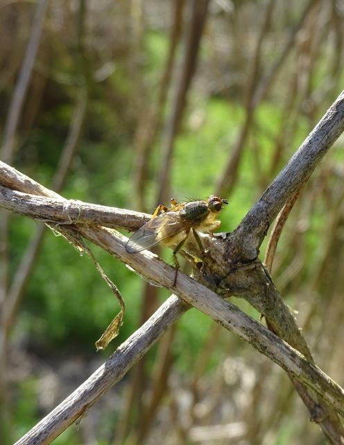 Scathophaga stercoraria - közönséges trágyalégy