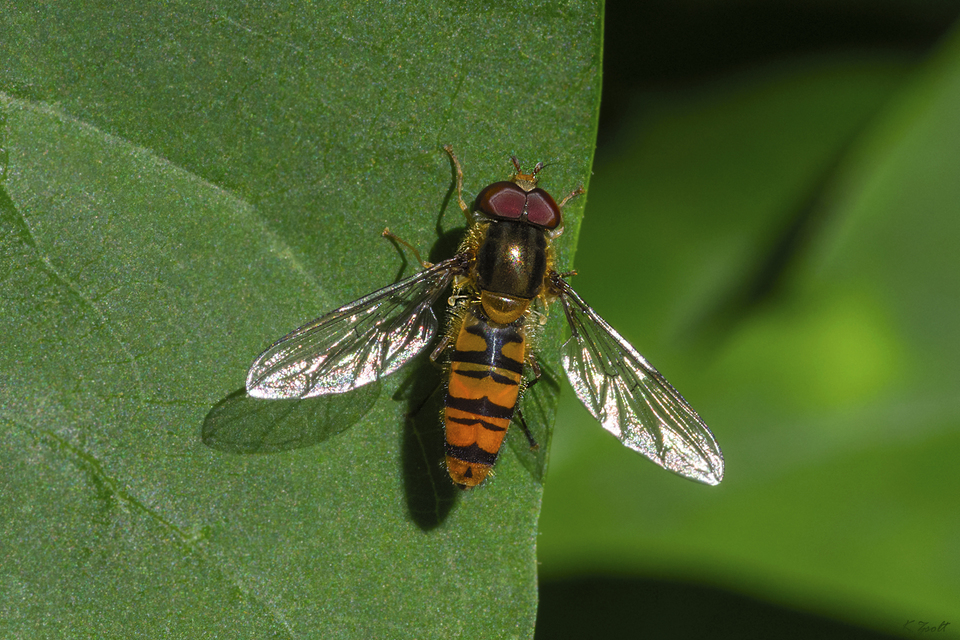 Episyrphus balteatus - ékfoltos zengőlégy