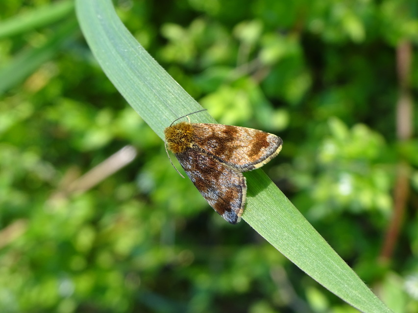 Panemeria tenebrata - apró sárgabagoly