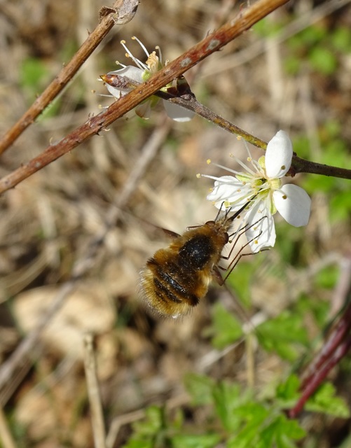 Bombylius major - szegélyes pöszörlégy
