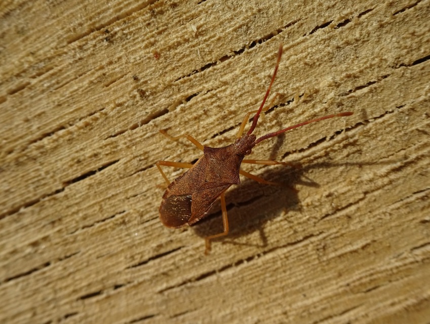 Gonocerus acuteangulatus - aranypetés karimáspoloska