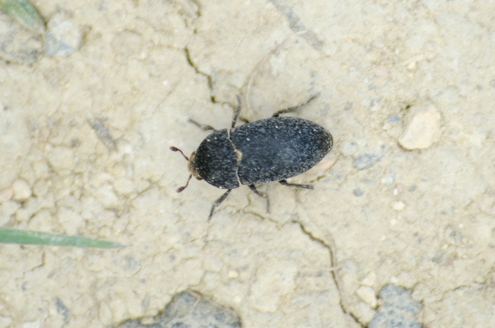 Dermestes laniarius - gyászos porva