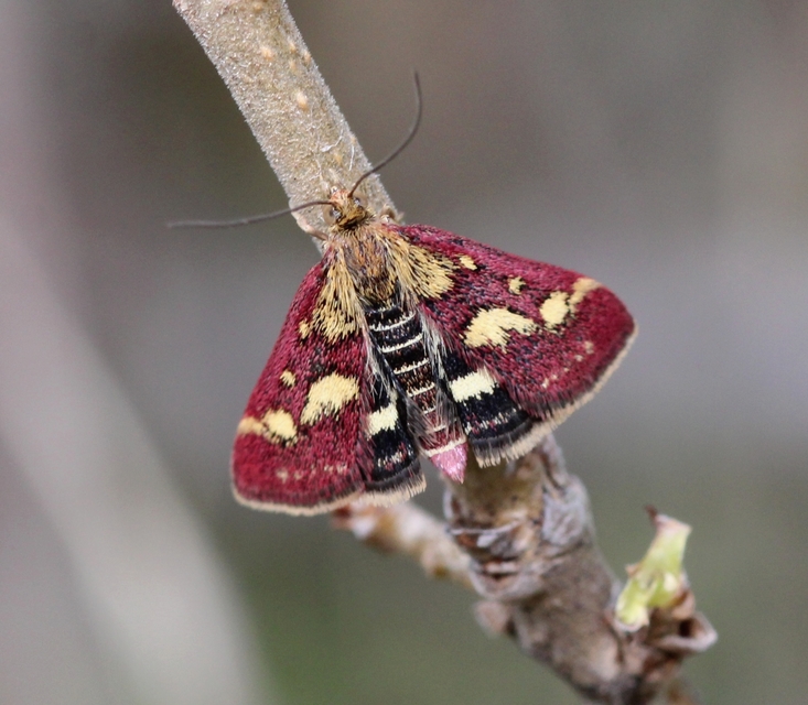 Pyrausta purpuralis - közönséges bíbormoly
