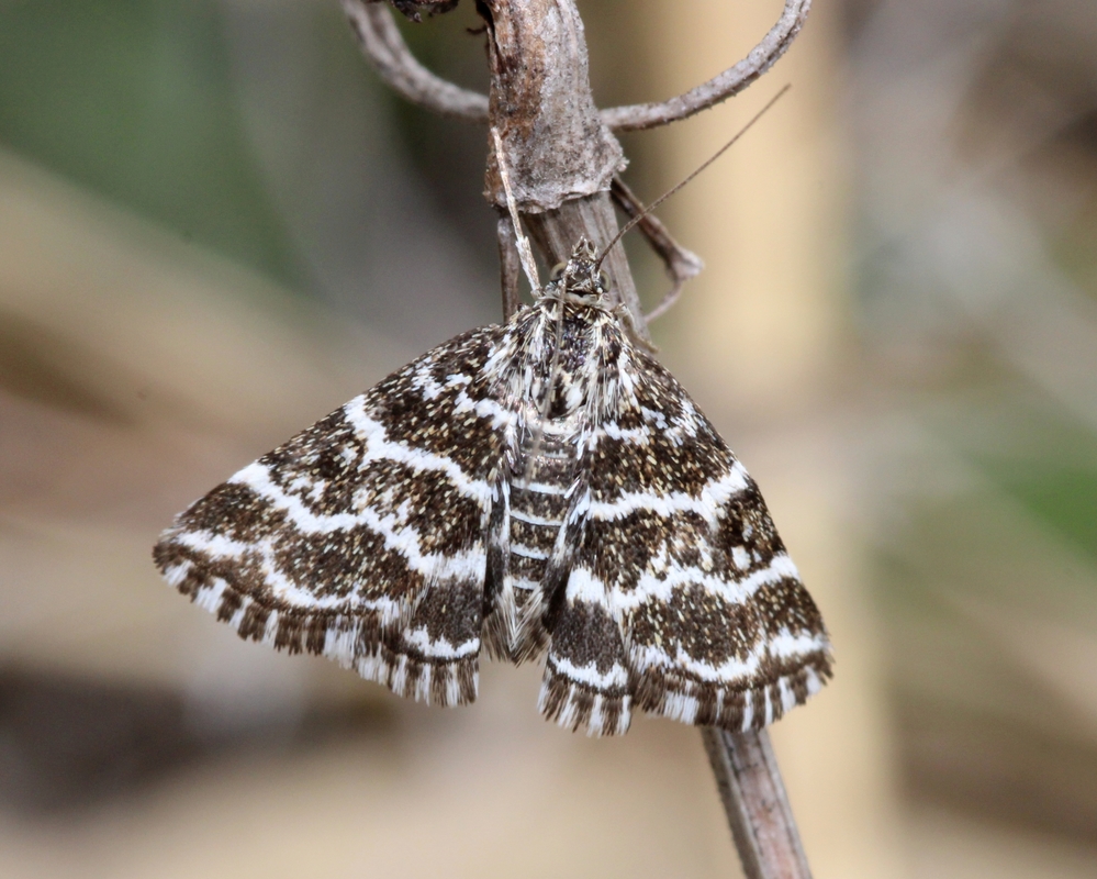 Evergestis alborivulalis - keleti kormosmoly