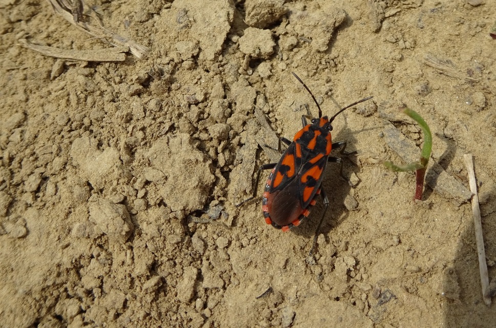 Spilostethus saxatilis - virágbodobács