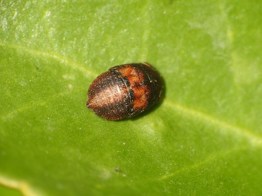 Penthimia nigra - fekete kabóca Penthimia nigra - fekete kabóca