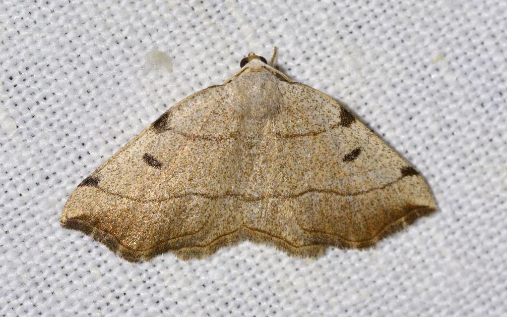 Eilicrinia trinotata - háromjegyű araszoló